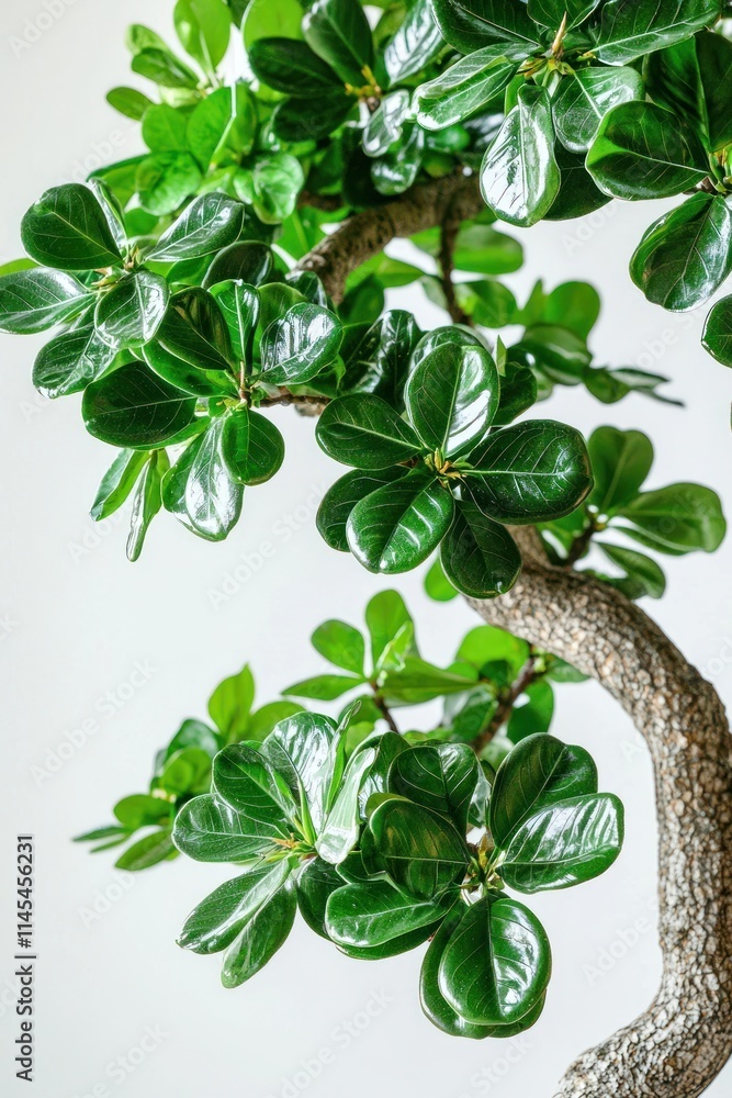 Lush Green Bonsai Tree Close Up Nature Plants Foliage Lush Green Bonsai Tree Close Up Nature Plants Foliage