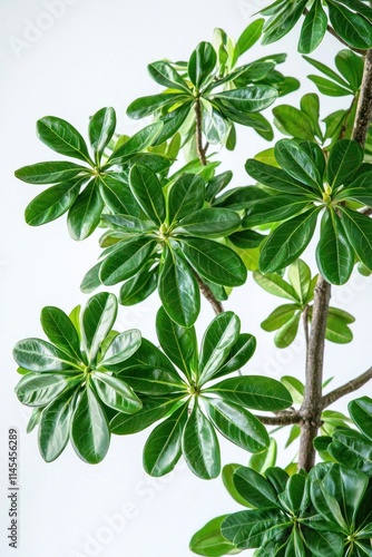 Lush Green Tropical Plant Leaves Nature Background Foliage