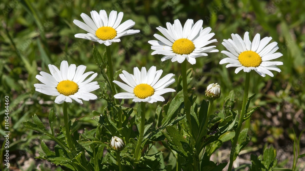 Beautiful White Daisies Blooming in Green Grass Field Beautiful White Daisies Blooming in Green Grass Field