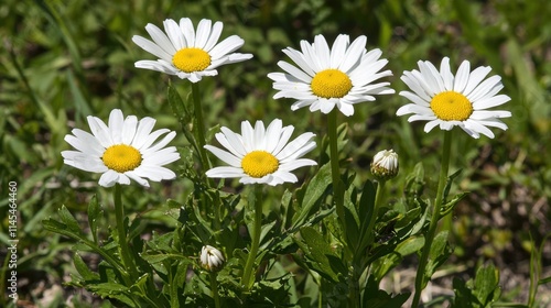 Beautiful White Daisies Blooming in Green Grass Field