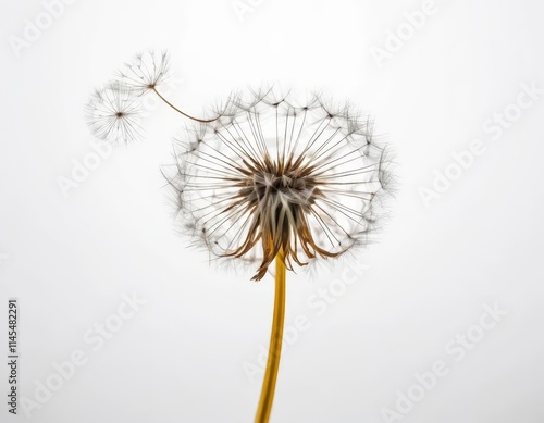 Wallpaper Mural dandelion Torontodigital.ca