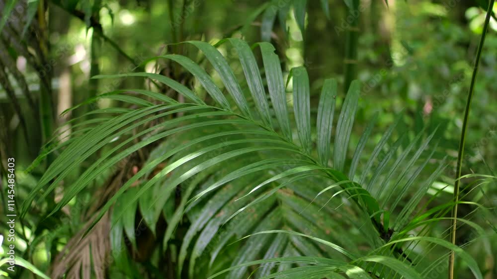 Tropical forest interior. Background of a rainforest. Drone view of Bali. Tropical forest interior. Background of a rainforest. Drone view of Bali.