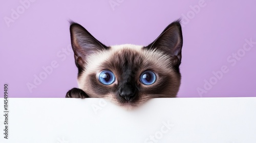 A close-up of a Siamese cat with large blue eyes peeking over a white surface against a purple background.
