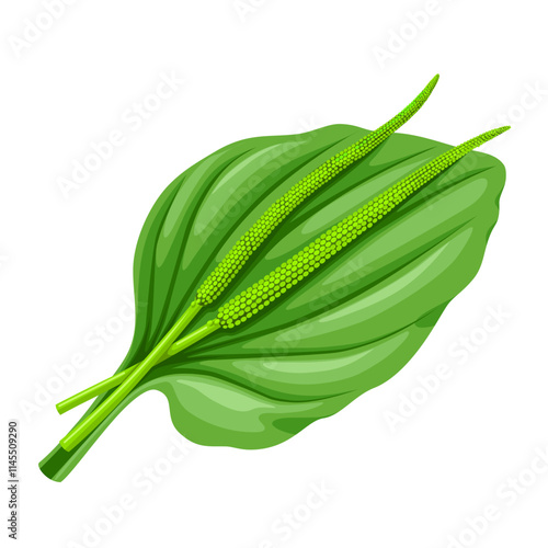 Illustration of Plantain leaf, scientific name plantago major, isolated on white background.