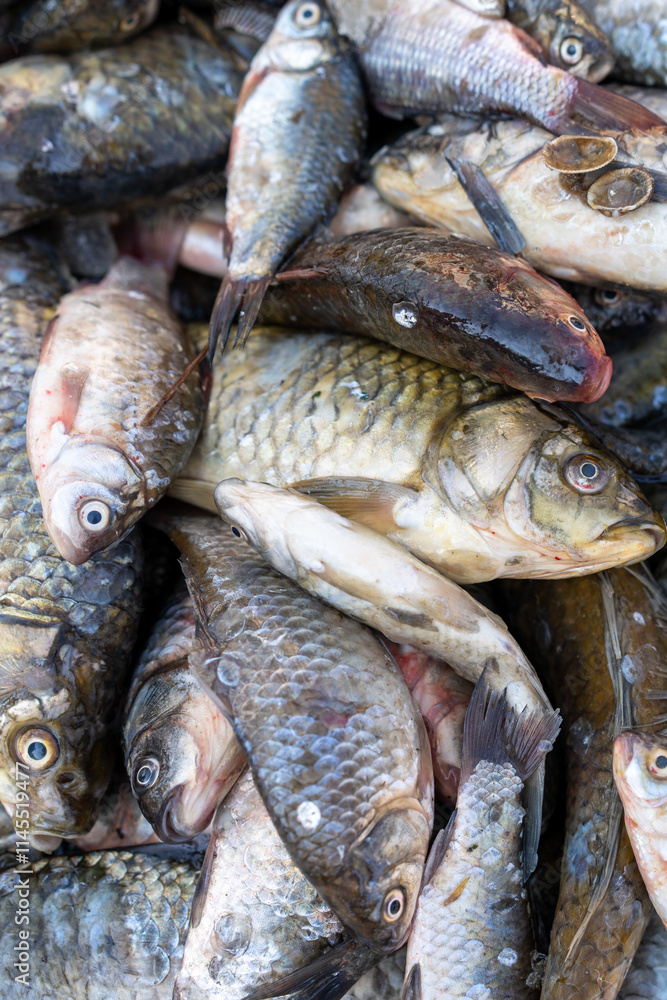 Freshly Caught Fish Displayed in a Bountiful Arrangement Freshly Caught Fish Displayed in a Bountiful Arrangement
