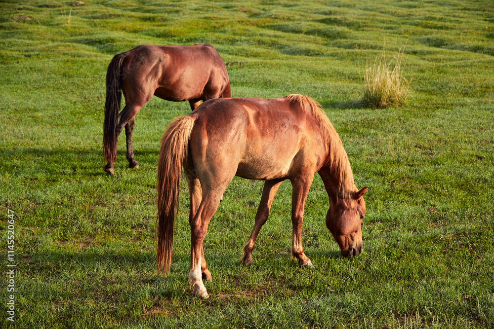 Horses grazing on the grassland in the early morning at Kulun Nur Scenic Area, Guyuan County, Hebei Province