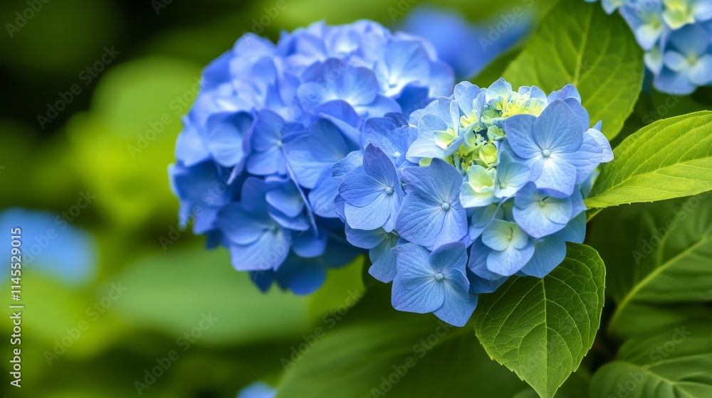 A cluster of blue hydrangea blossoms with green leaves, low-angle shot, Garden tranquility style