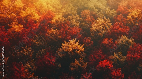 Dense Autumn Forest with Vibrant Colors of Fall Foliage