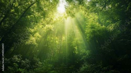 Lush Green Forest with Sunlight Shining Through Dense Foliage