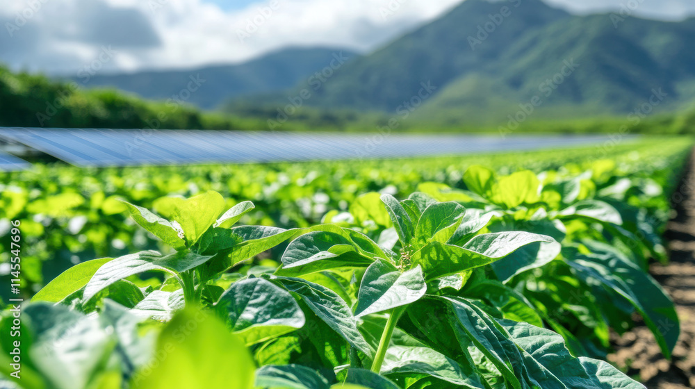 Obraz premium Renewable energy meets agriculture: solar panels overlooking lush green crop fields
