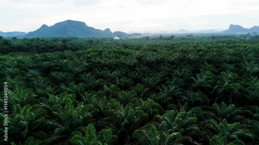 green palm trees, sunset. Thailand - Aerial drone view. thickets of palm trees aerial top view, flying over tropical plantation. Fresh green pattern of symmetrically farmland. Agriculture and farming, green palm trees, sunset. Thailand - Aerial drone view. thickets of palm trees aerial top view, flying over tropical plantation. Fresh green pattern of symmetrically farmland. Agriculture and farming,