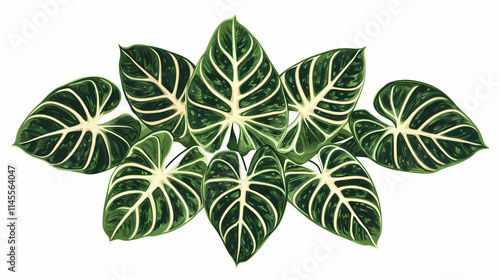 Ornamental decoration plant heirloom alocasia broad leaf evergreen plant from above symmetrical. Heirloom. Illustration photo