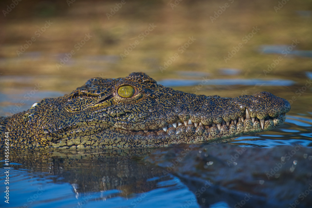 Nile crocodile (Crocodylus niloticus) is a large crocodilian native to freshwater habitats in Africa, where it is present in 26 countries. Nile crocodile (Crocodylus niloticus) is a large crocodilian native to freshwater habitats in Africa, where it is present in 26 countries.