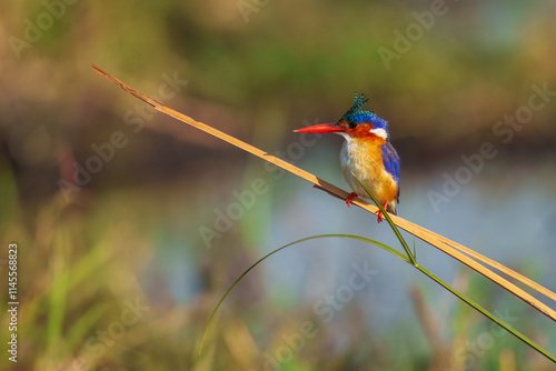 The malachite kingfisher (Corythornis cristatus) is a river kingfisher which is widely distributed in Africa south of the Sahara. 