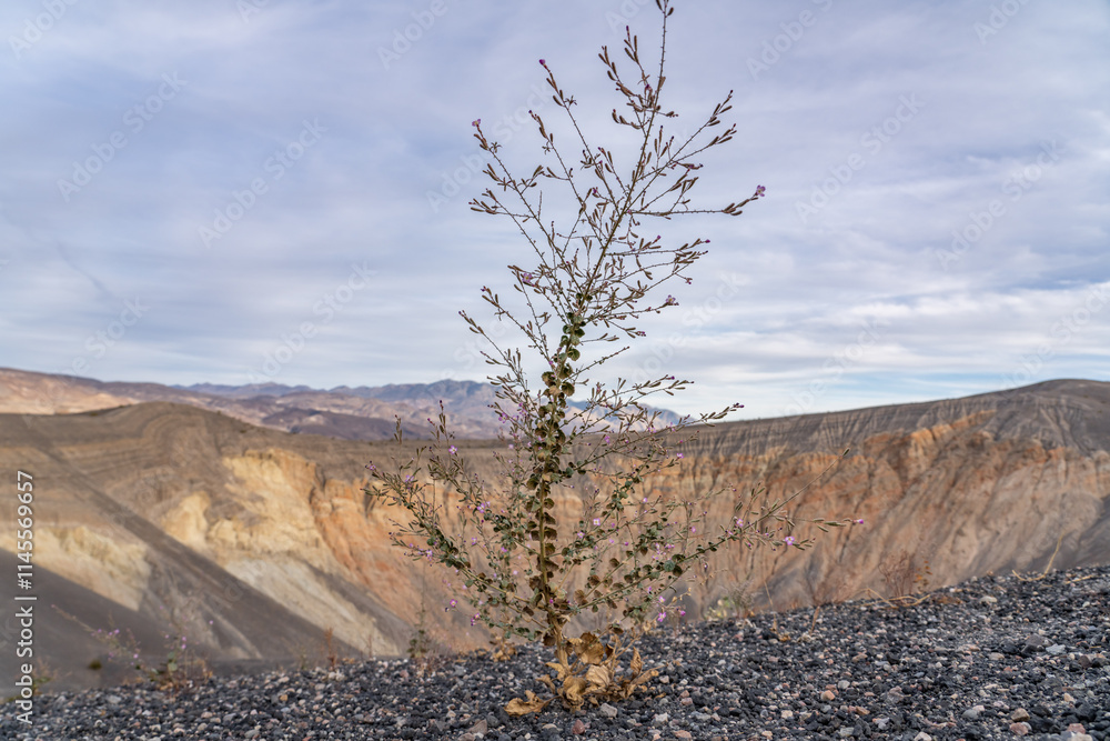 Fototapeta premium Chylismia heterochroma，Shockley's evening primrose. Ubehebe Craters / maar and tuff ring, volcanic. Death Valley National Park, California. Mojave Desert / Basin and Range Province.