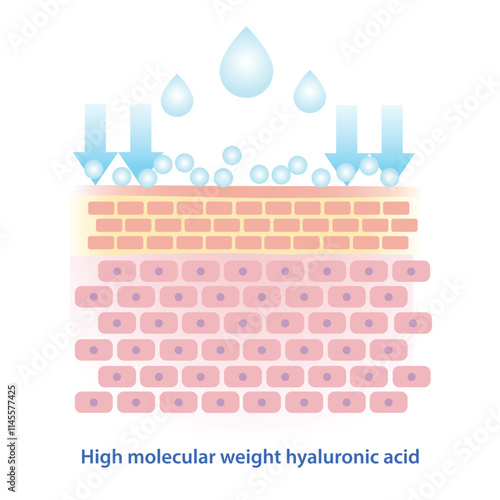 High molecular weight hyaluronic acid vector illustration. High molecular HA stay on skin surface to lock in moisture, forming protective film that helps retain instant hydration and smoothing effect.