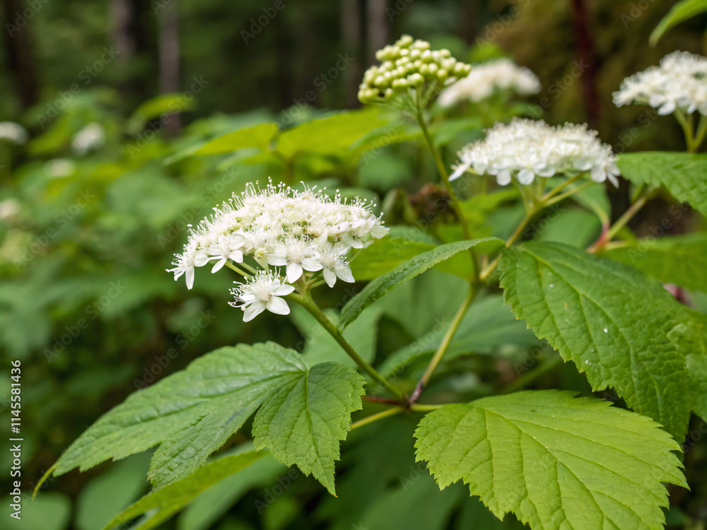 white flowers in the park. plant, flower, nature, leaf, spring, tree, flowers, flora, garden, leaves, blossom, summer, isolated, white, branch, wild, macro, season, nettle, closeup, color, bloom, foli white flowers in the park. plant, flower, nature, leaf, spring, tree, flowers, flora, garden, leaves, blossom, summer, isolated, white, branch, wild, macro, season, nettle, closeup, color, bloom, foli