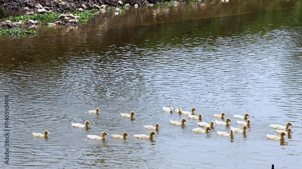 Ducks Swimming in Ninh Binh River Ducks Swimming in Ninh Binh River