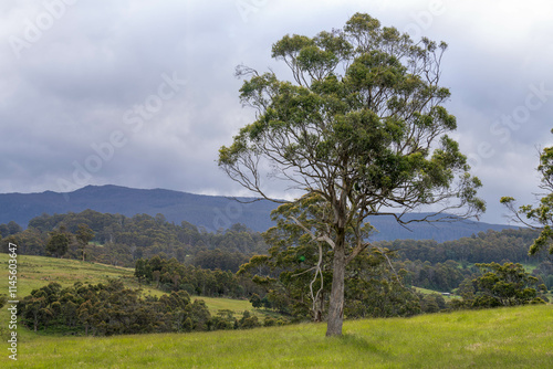 Pasture grass with red gum trees in a field on a farm in Australia. growing a feed crop for hay on a farm in australia photo