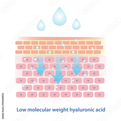 Low molecular weight hyaluronic acid vector illustration. This type of hyaluronic acid has smaller molecular structure, penetrate deeper in skin to boost collagen, hydration and long lasting plumping.