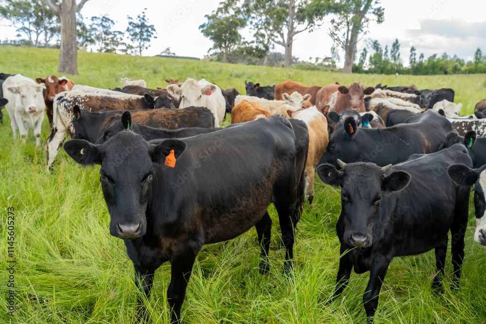 beautiful cattle in Australia eating grass, grazing on pasture. Herd of cows free range beef being regenerative raised on an agricultural farm. Sustainable farming beautiful cattle in Australia eating grass, grazing on pasture. Herd of cows free range beef being regenerative raised on an agricultural farm. Sustainable farming
