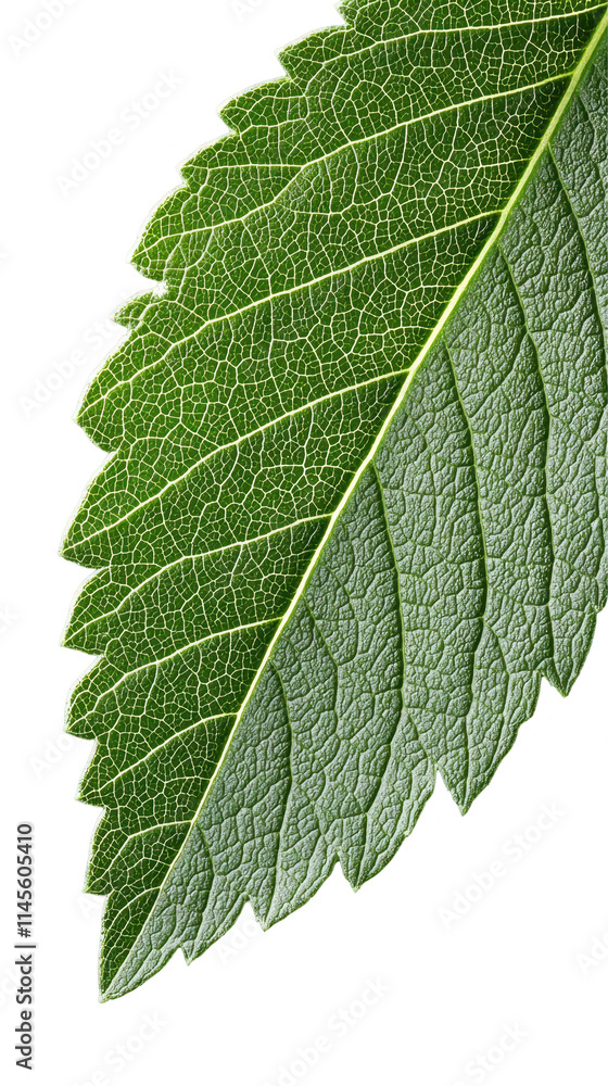Close-up of Green Leaf with Detailed Veins and Texture isolated on transparent or white background, png Close-up of Green Leaf with Detailed Veins and Texture isolated on transparent or white background, png