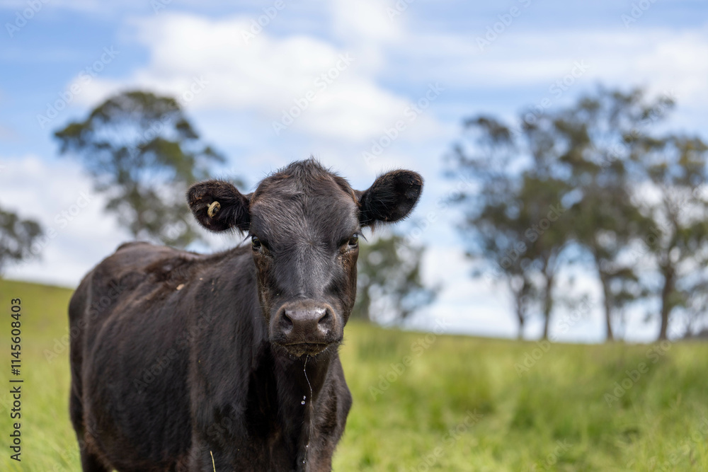 beautiful cattle in Australia eating grass, grazing on pasture. Herd of cows free range beef being regenerative raised on an agricultural farm. Sustainable farming beautiful cattle in Australia eating grass, grazing on pasture. Herd of cows free range beef being regenerative raised on an agricultural farm. Sustainable farming