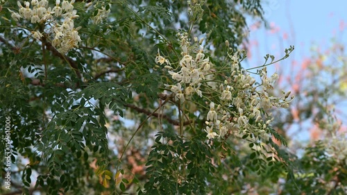 Flower of Moringa tree. Horseradish or Kalamunggay, Drumstick, Moringa oleifera. Hanging Moringa Oleifera flowers in bloom. photo