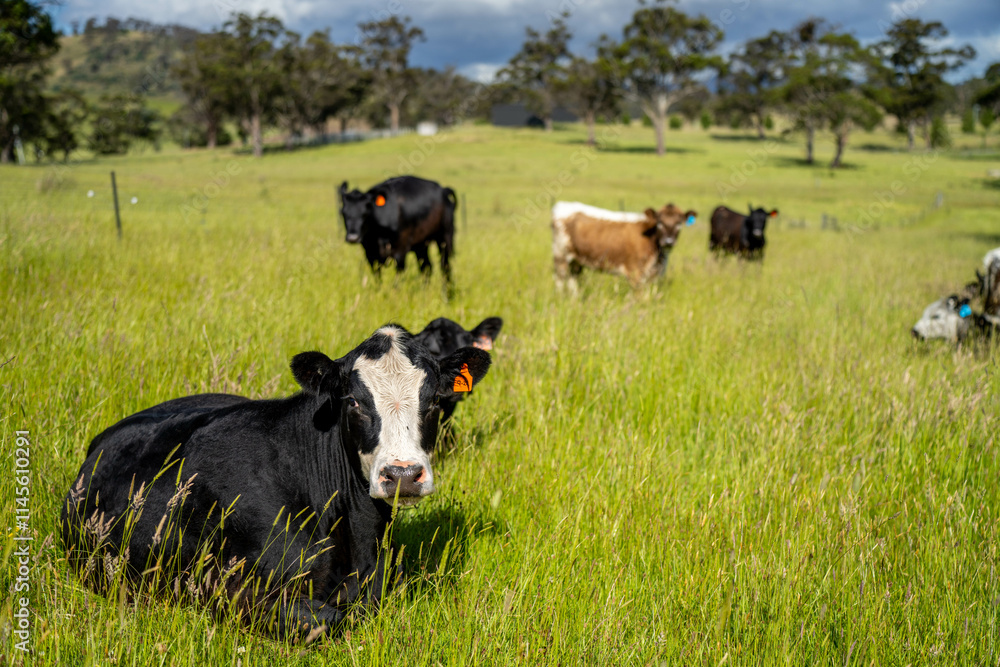 beautiful cattle in Australia eating grass, grazing on pasture. Herd of cows free range beef being regenerative raised on an agricultural farm. Sustainable farming beautiful cattle in Australia eating grass, grazing on pasture. Herd of cows free range beef being regenerative raised on an agricultural farm. Sustainable farming