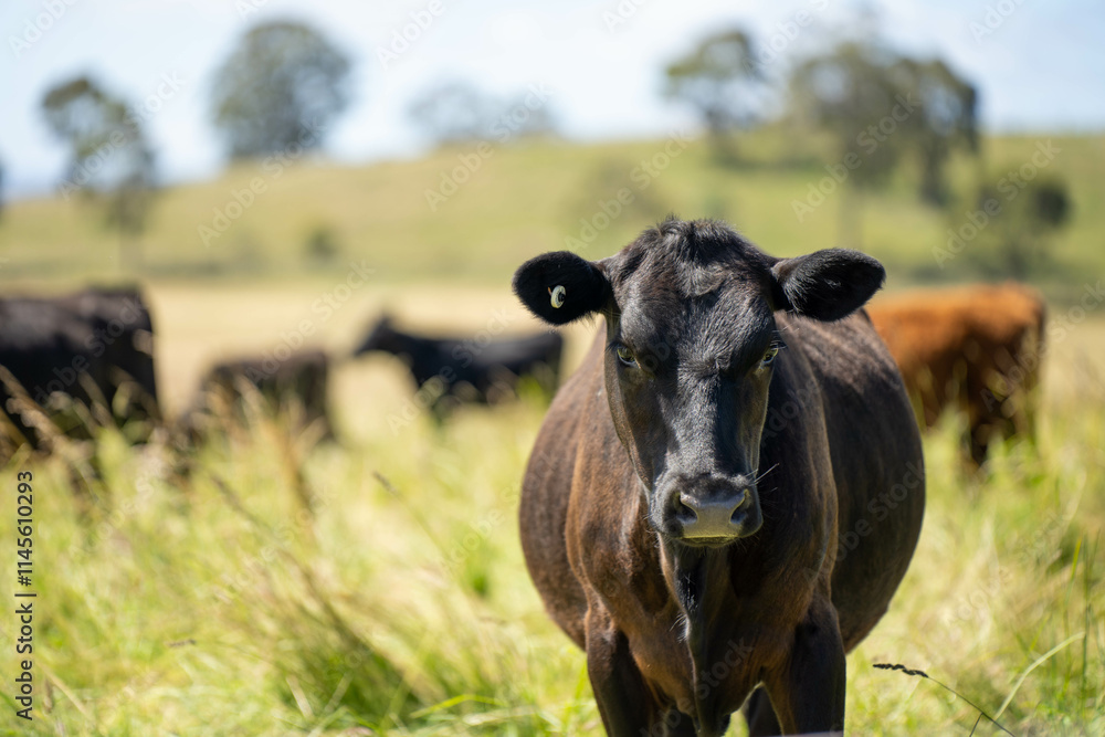 beautiful cattle in Australia eating grass, grazing on pasture. Herd of cows free range beef being regenerative raised on an agricultural farm. Sustainable farming beautiful cattle in Australia eating grass, grazing on pasture. Herd of cows free range beef being regenerative raised on an agricultural farm. Sustainable farming