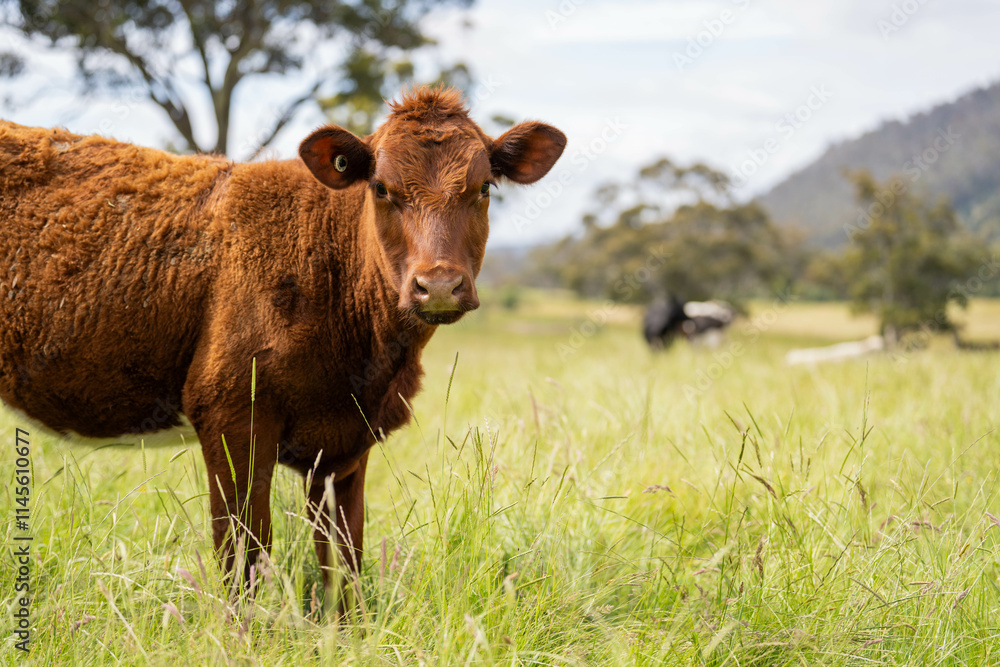 beautiful cattle in Australia eating grass, grazing on pasture. Herd of cows free range beef being regenerative raised on an agricultural farm. Sustainable farming beautiful cattle in Australia eating grass, grazing on pasture. Herd of cows free range beef being regenerative raised on an agricultural farm. Sustainable farming