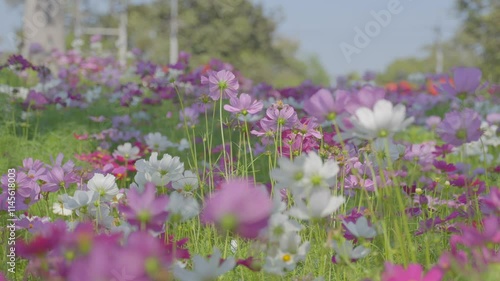 Beautiful cosmos flowers blooming sway in the wind blow