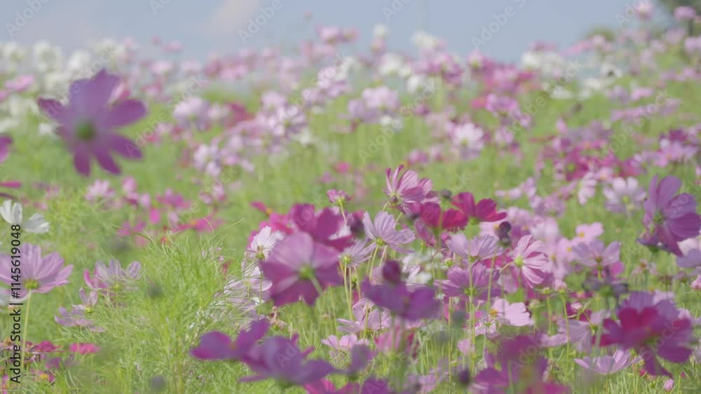 Beautiful cosmos flowers blooming sway in the wind blow Beautiful cosmos flowers blooming sway in the wind blow
