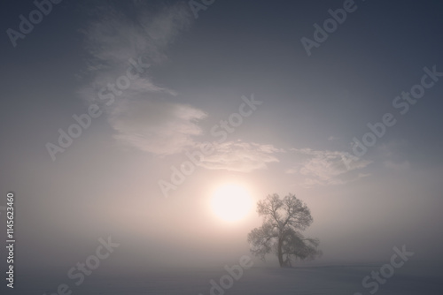 朝日と雪原の木