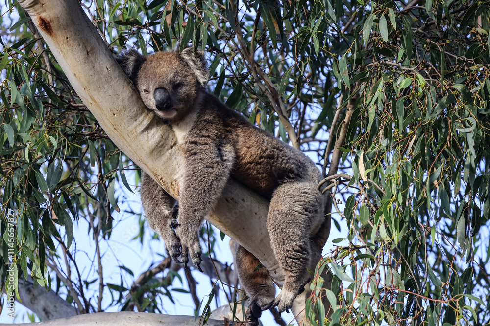 Fototapeta premium Super cute picture of a Koala sleeping on a tree with legs and arms hanging off the branch. Adult koala on a eucalyptus tree. Amazing endemic animal. Beautiful wildlife moment captured in Victoria.