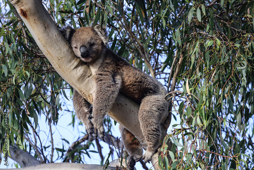 Super cute picture of a Koala sleeping on a tree with legs and arms hanging off the branch.  Adult koala on a eucalyptus tree. Amazing endemic animal. Beautiful wildlife moment captured in Victoria. photo