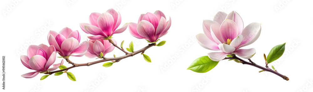 Fototapeta premium magnolia branch flower set cut out isolated on transparent background