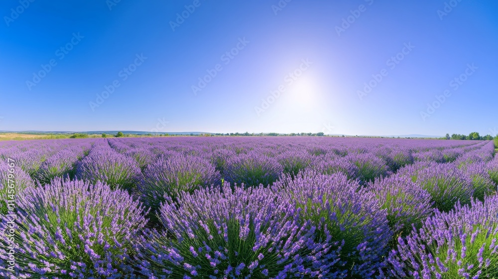 Obraz premium A field of lavender flowers under a clear blue sky, wide-angle shot, Lavender tranquility style