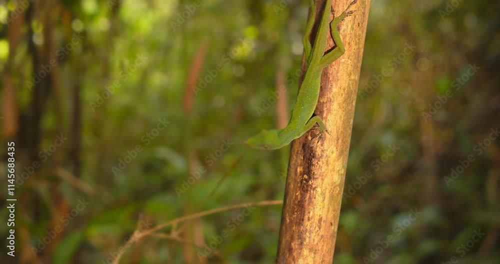 Circular reveal shot of Alert fantastic green anolis lizard on the branch with ants moving Circular reveal shot of Alert fantastic green anolis lizard on the branch with ants moving