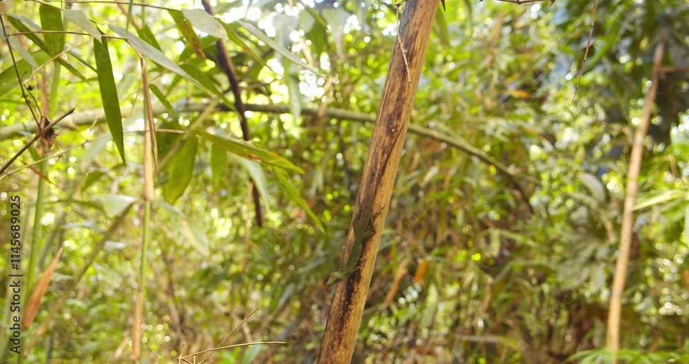 Green Colored Anolis lizard on branch surrounded by green bamboo leaves Green Colored Anolis lizard on branch surrounded by green bamboo leaves