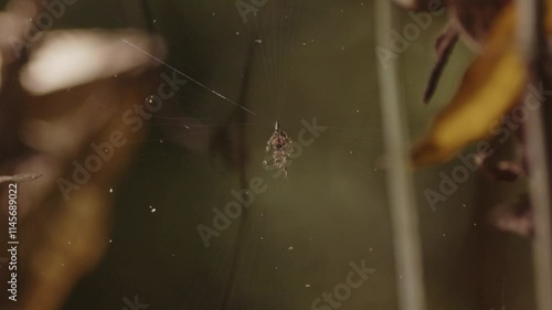 A stationary spider web motionless trap for the unwary prey to be caught in flight photo