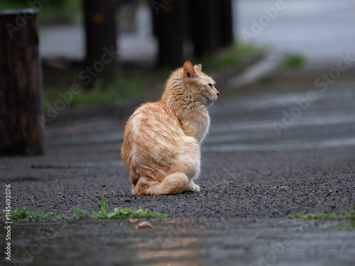 誰かを待つ茶色の公園猫