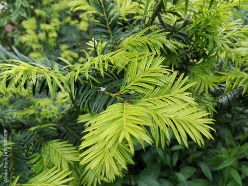 The branch of the Japanese Yew (Cephalotaxus harringtonii) clouse-up photo