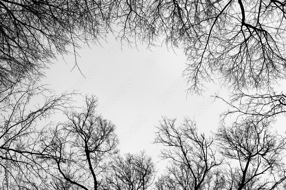 Tree black branch isolated on white. Black and white trees silhouettes on sky background. Bare branches trees in winter. Forest pattern texture. Halloween concept.