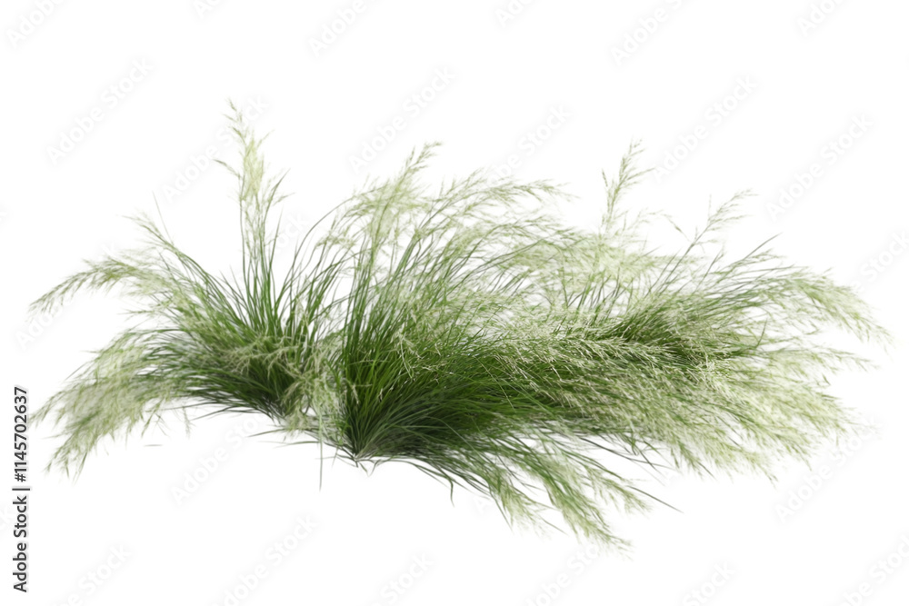 reed flowers on white background reed flowers on white background