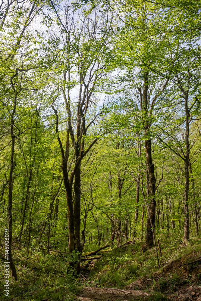 Green leaves against the blue sky under the sun. Summer forest landscape. Green leaves against the blue sky under the sun. Summer forest landscape.