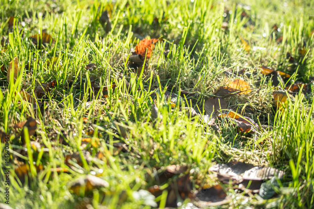 lawn green grass background blurred edges lawn green grass background blurred edges