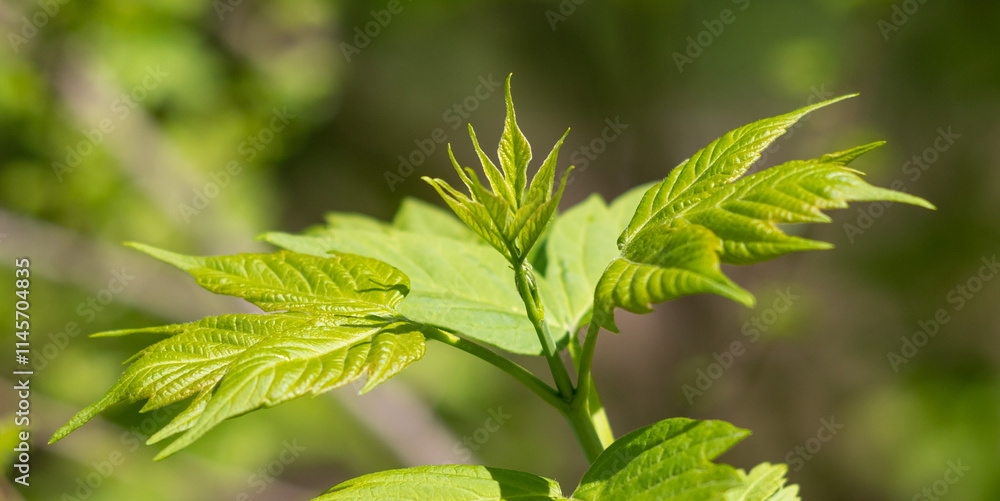 green tree leaves close-up on blurred bokeh background green tree leaves close-up on blurred bokeh background