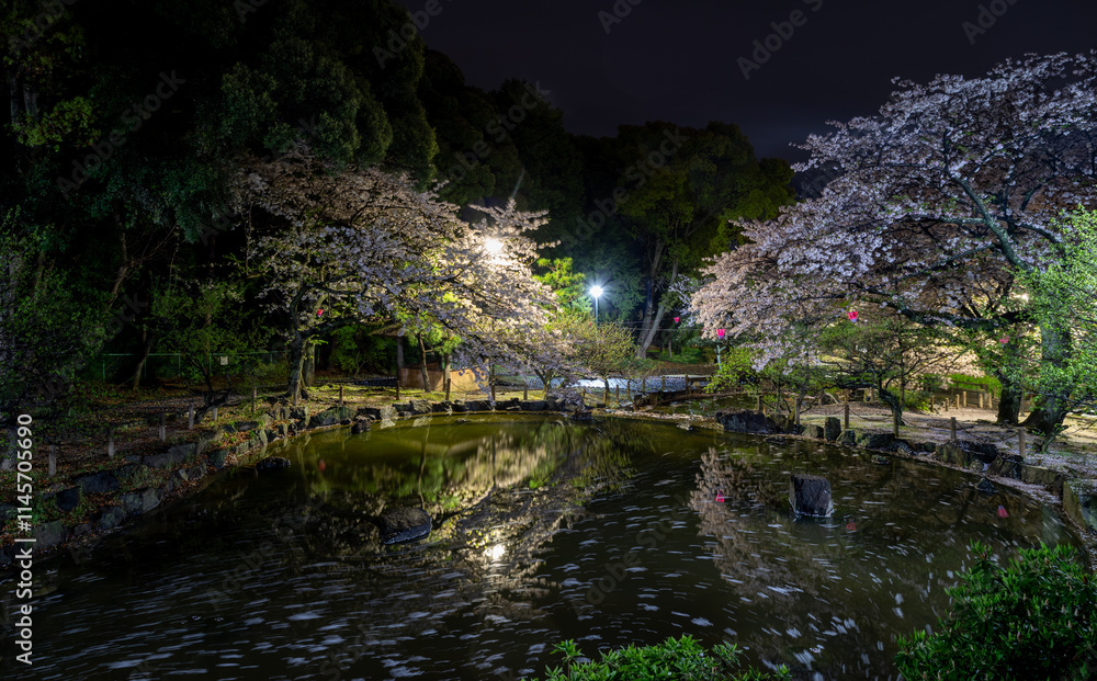 Fototapeta premium 池に映り込む夜の桜