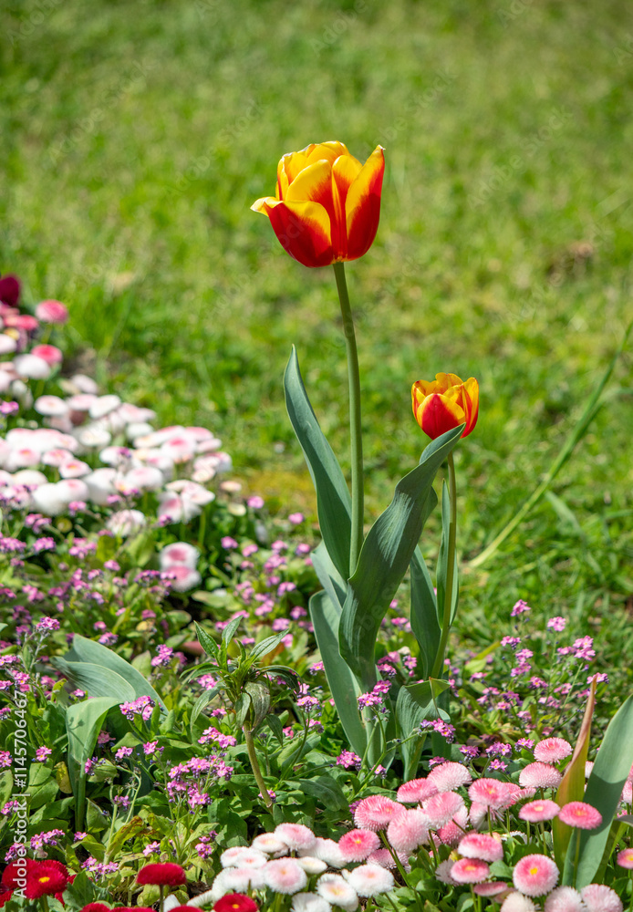 Field of colorful tulips, many red flowers. Field of spring flowers. Tulip field Red tulips, yellow tulips, pink flowers. Field of colorful tulips, many red flowers. Field of spring flowers. Tulip field Red tulips, yellow tulips, pink flowers.